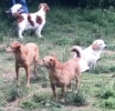 Cuidado Con El Perro